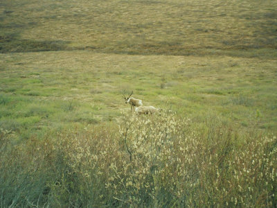 A solitary caribou
