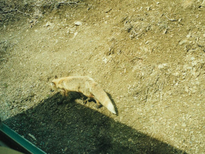 An arctic fox taken from the bus