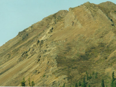 Dall Sheep on the mountainside
