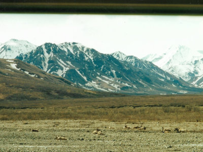 Caribou resting taken from bus in Denali NP