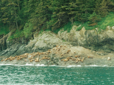A colony of seals