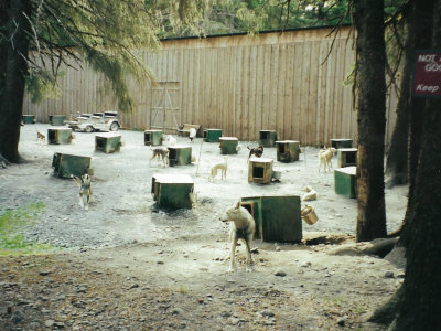 Dog kennels at the Seavey family's racing kennels