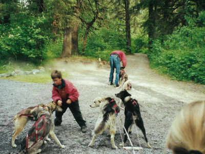 All members of the family harness the dogs for the ride
