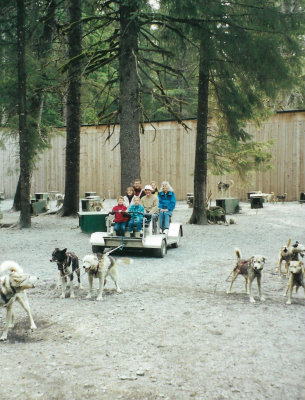 The dogs being hitched up prior to sled ride