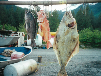 Curious looking huge fish