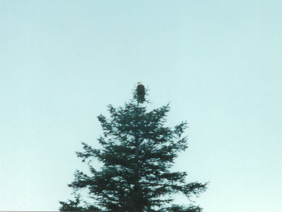 A bald eagle