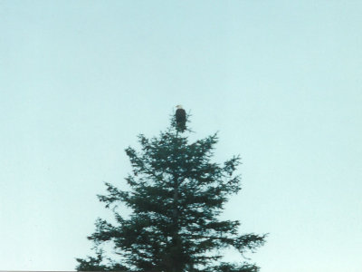 A bald eagle