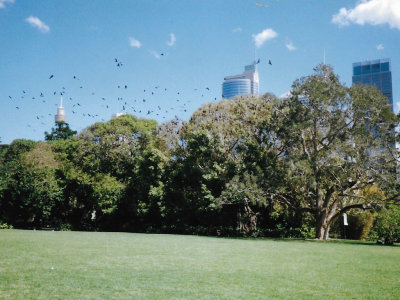 Fruit bats returning to roost in Hyde Park