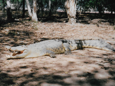 Saltwalter crocodile at crocodile farm