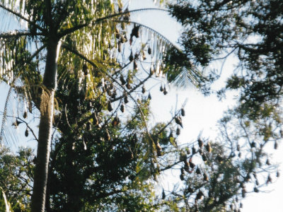 A closer look at the fruit bats