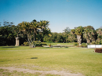 Palm trees in the gardens