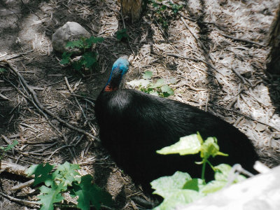 Another view of cassowary