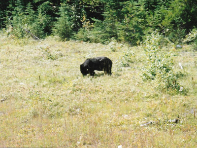 Black bear seen from roadside