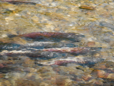 Salmon dying after successful spawning