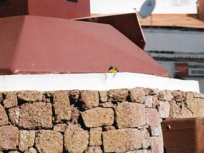 Canary on building in Tenerife