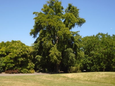 Kew Gardens - Ginkgo tee dating from 18th century