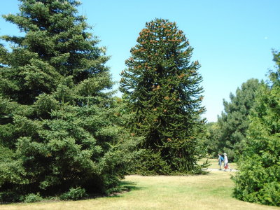 Monkey Puzzle tree