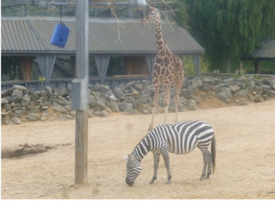 Giraffe and zebra