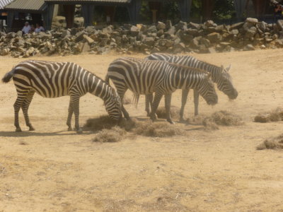 Mainless zebras