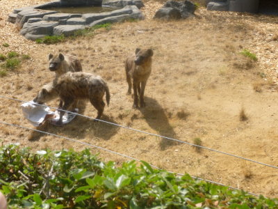 Hyenas being fed