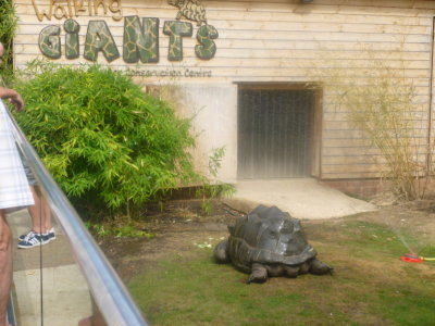 Giant tortoise in the Walking Giants enclosure