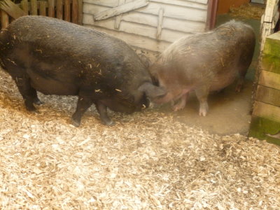 Kune kune pigs