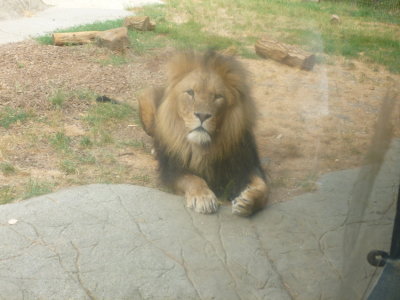 Bailey the male lion posing