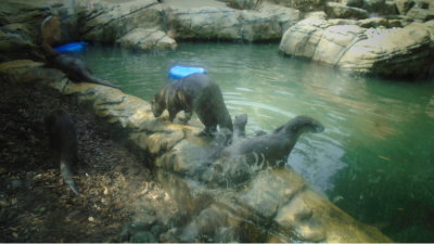 Smooth-coated otters