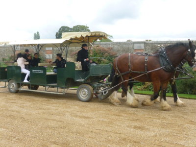 Shire horses used to give rides in place grounds