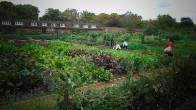 Kitchen Garden