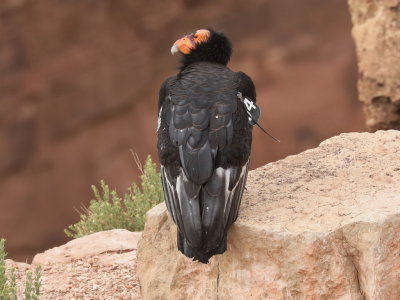 Navajo Bridge California Condors