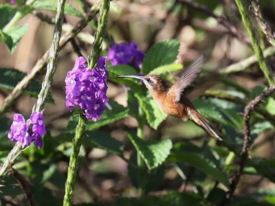 Stripe-throated Hermit