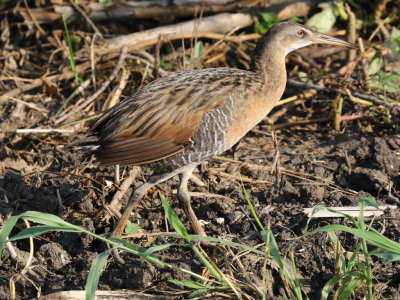 King Rail