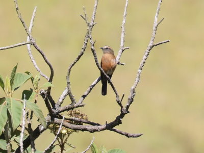 Brown-backed Chat Tyrant