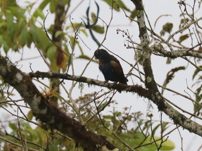 Brown-winged Parrot