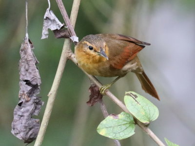 Buff-fronted Foliage Gleaner