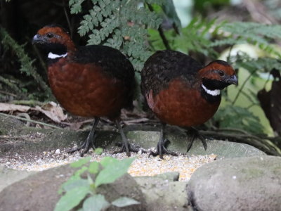 Rufous-fronted Wood Quail