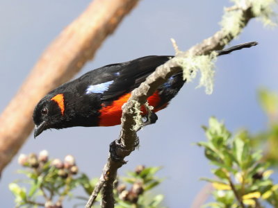 Scarlet-bellied Mountain-Tanager