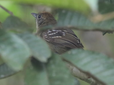 Western Slaty Antshrike