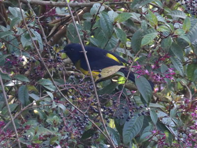 Black and Yellow Silkyflycatcher