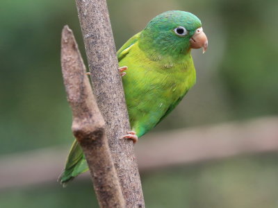 Red-chinned Parakeet