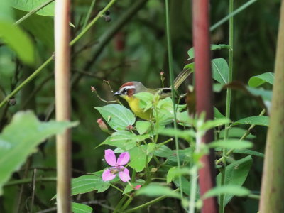 Rufous-capped Warbler