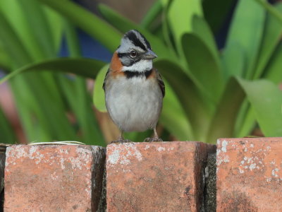 Rufous-collared Sparrow