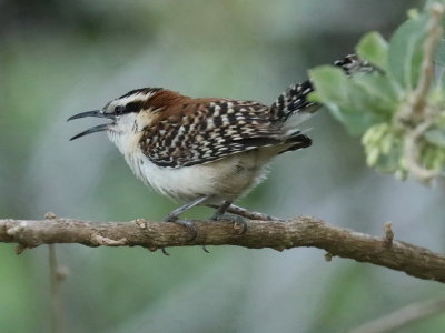 Rufous-naped Wren