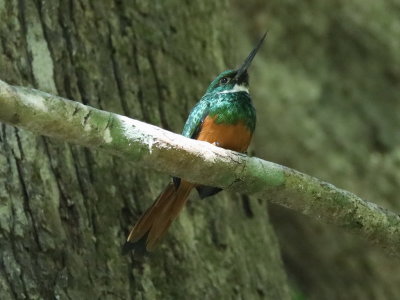 Rufous-tailed Jacamar