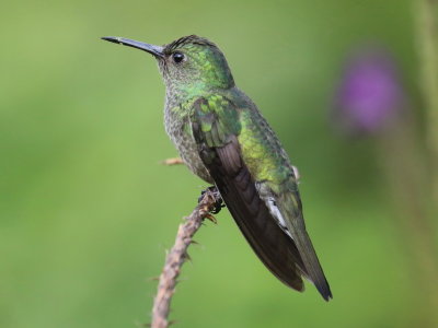 Scaly-breasted Hummingbird