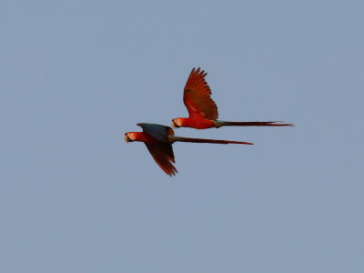 Scarlet Macaw