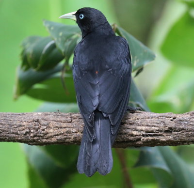 Scarlet-rumped Cacique
