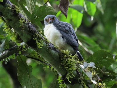 Semiplumbeous Hawk
