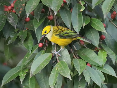 Silver-throated Tanager